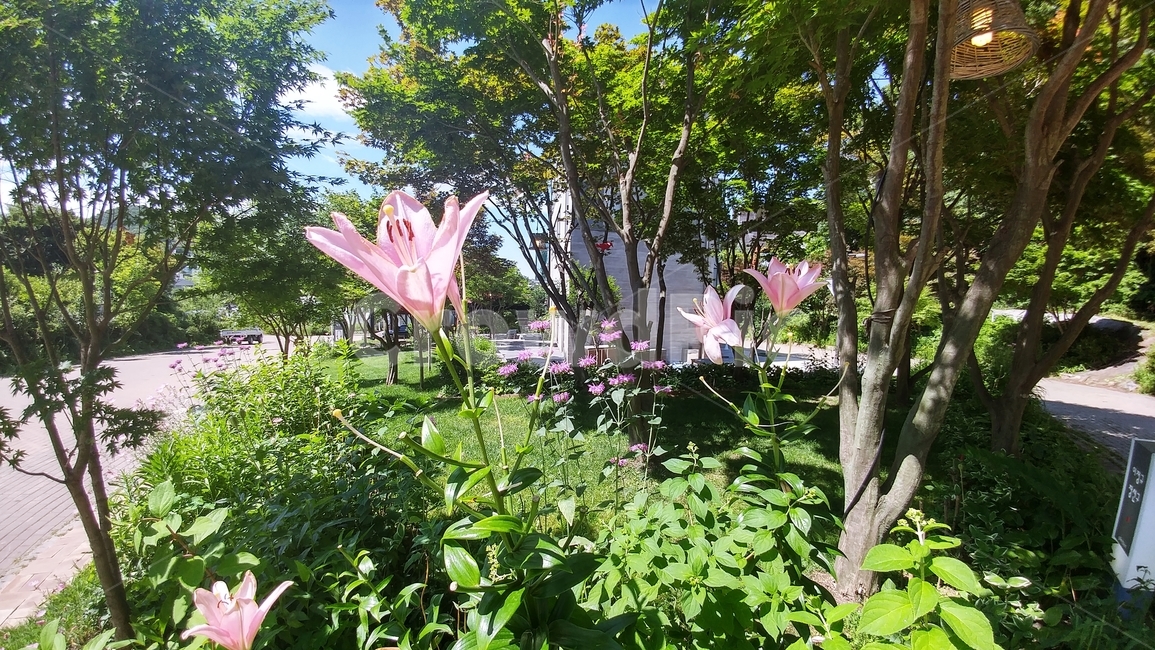 꽃,나무,분홍꽃,flower,tree,식물,자연,plants,nature,꽃,flower
