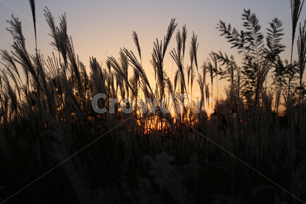 갈대,억새,가을,자연,풍경,풀,초원,nature,landscape,갈대밭,억새밭,식물,저녁,해질녘,노을,가을,계절,fall,autumn,season,plant,grass,잔디,lawn