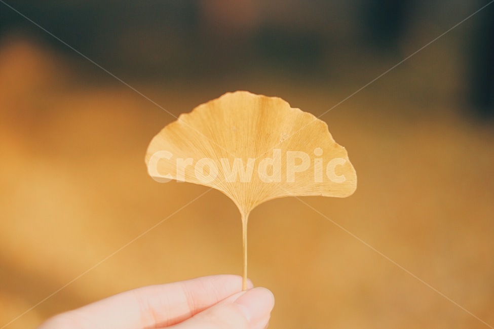 단풍,낙엽,감성사진,가을,자연,가을,계절,fall,autumn,season,감성,sensible,feeling
