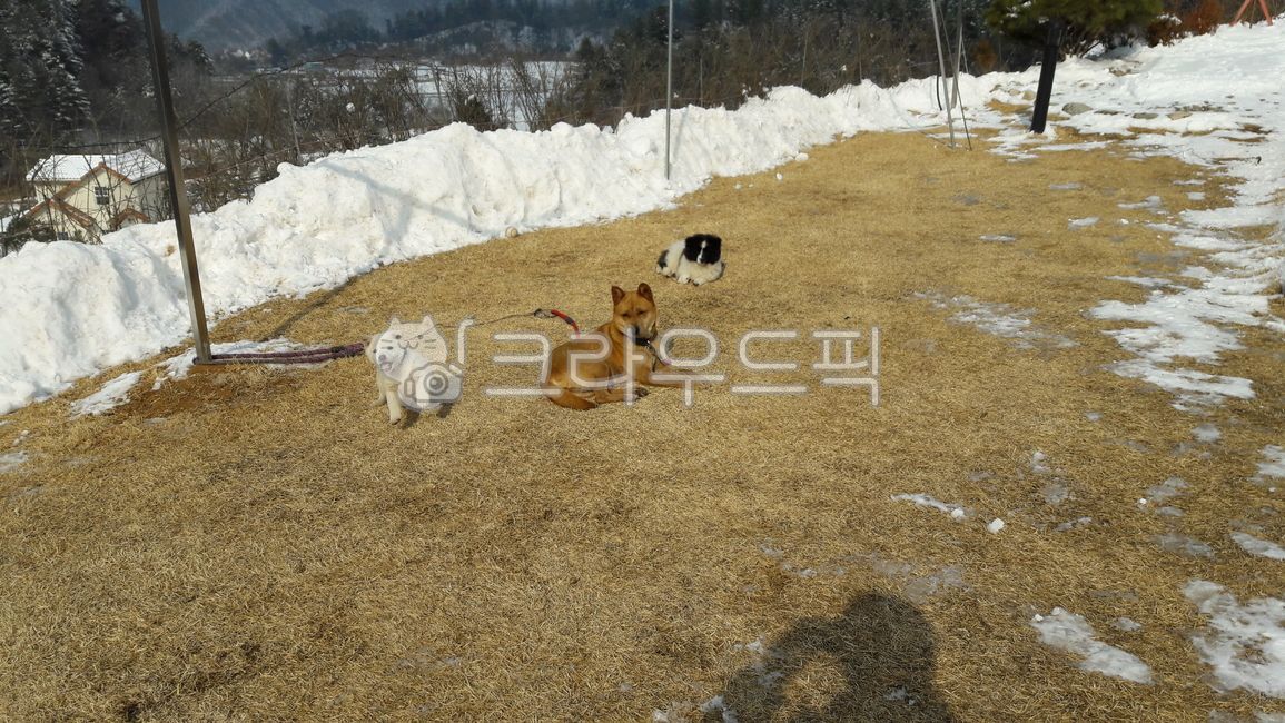 강아지,귀여운강아지,개,동물,귀여운동물