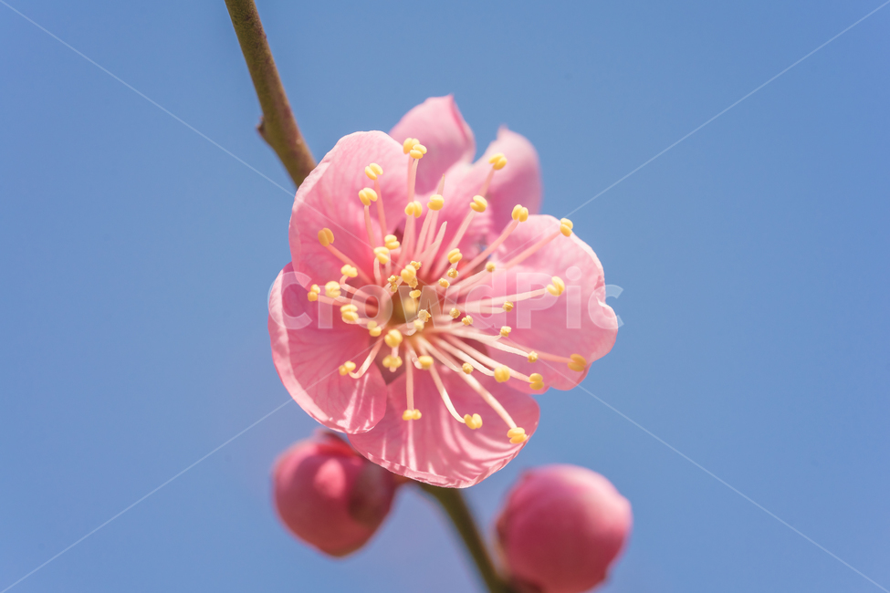 꽃,홍매화,봄,자연,접사,매화,꽃사진,풍경,spring,flower,nature,beauty,macro,봄,계절,spring,season,식물,자연,plants,nature,꽃,flower,감성,sensible,feeling,plant