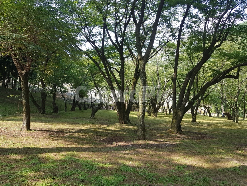 나무,plant,식물,tree,treetrunk