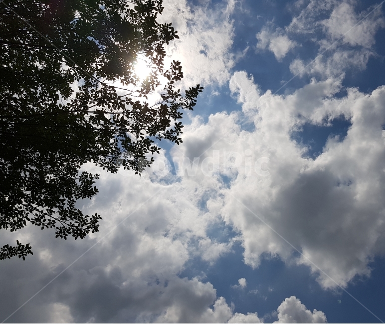 구름,나무,하늘,햇빛,cloud,tree,자연,nature,outdoors,옥외