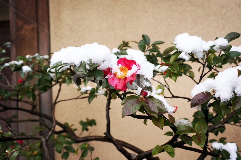 동백,눈,겨울,꽃,동백꽃,겨울,계절,winter,season,식물,자연,plants,nature,꽃,flower