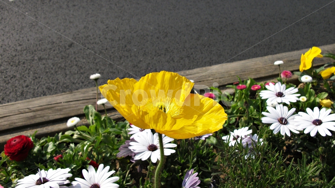 꽃,자연,식물,꽃잎,암술,수술,봄,spring,nature,bloom,petal,floral,scent,beautiful,plant,flower,식물,자연,plants,nature,꽃,flower