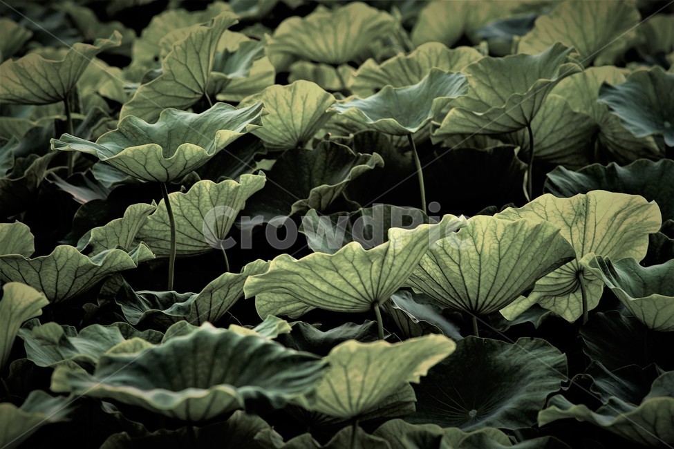연잎,연밭,식물,수생,자연,풍경,군락,식물,자연,plants,nature