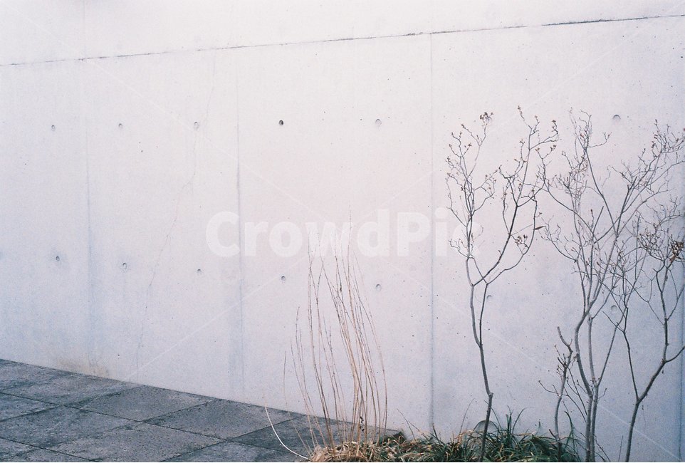 식물,인테리어,조형,감성사진,필름사진,식물,자연,plants,nature,나무,trees,wood,감성,sensible,feeling