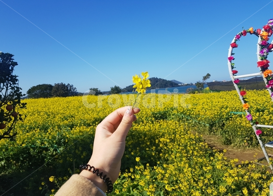 유채꽃,제주도유채꽃,제주,유채꽃밭,꽃,봄,계절,spring,season,제주도,jeju,jeju island,식물,자연,plants,nature,꽃,flower,사람,인물,인간,human,person,신체일부,몸,body,field,들