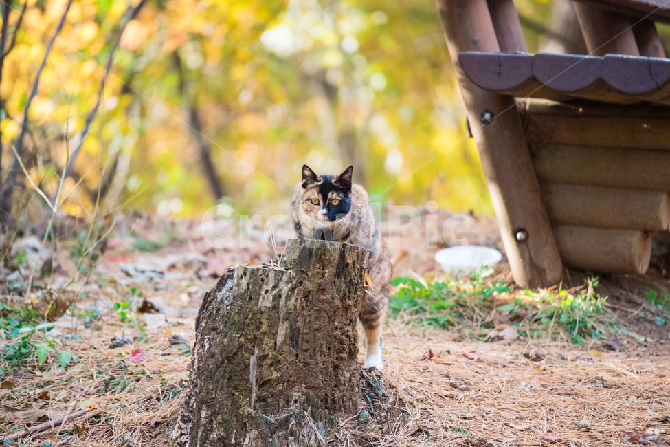 고양이,cat,길고양이,냥이,냥냥이,동물,animal,포유류,mammal,고양이,cat,kitten,kitty