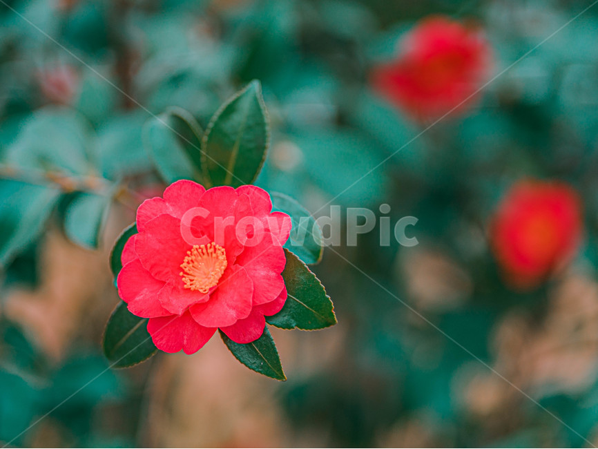 flower,꽃,동백,동백꽃,카멜리아,camellia,식물,자연,plants,nature,꽃,flower