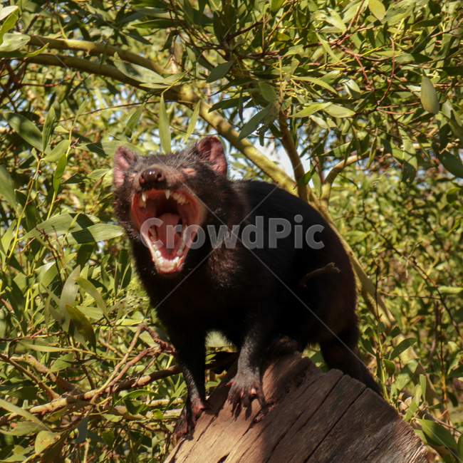 타즈매니아데빌,tasmaniandevil,타즈매니아,tasmania,멸종위기동물,호주동물,austraila,animal,멸종위기