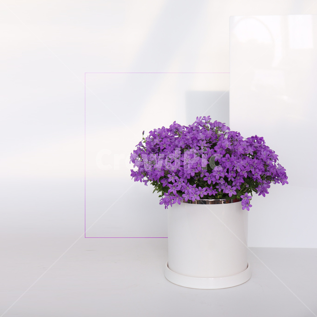 식물,플랜테리어,꽃,인테리어화분,인테리어식물,flowers,plants,화분,반려식물