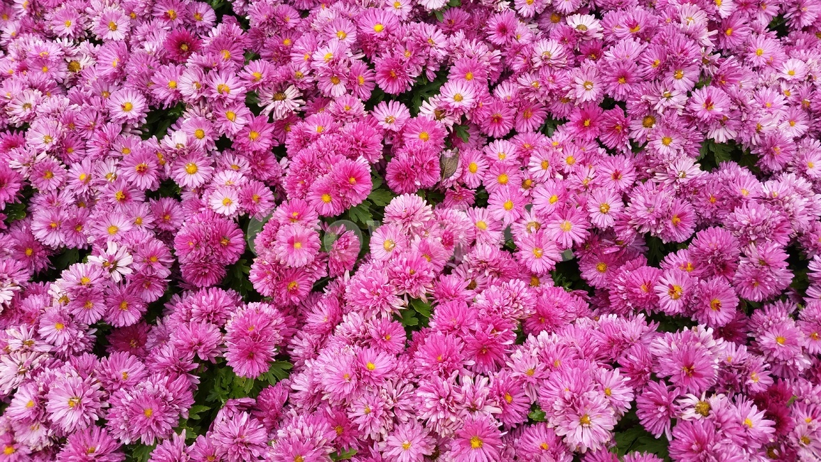 국화,꽃,바탕,배경,정원