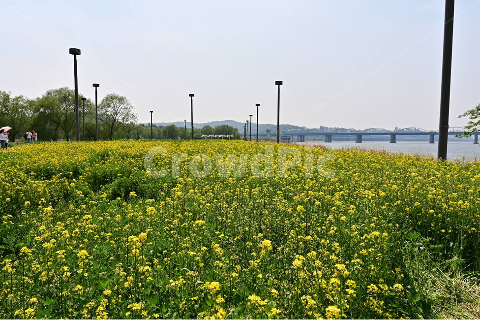 꽃,유채꽃,flower,canolaflower,yuchae,rapeseed