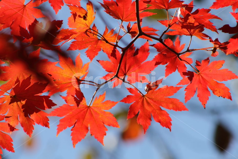 단풍,단풍나무,엽록소,가을,redleaves,가을,계절,fall,autumn,season,leaf,잎,plant,식물,tree,나무,maple