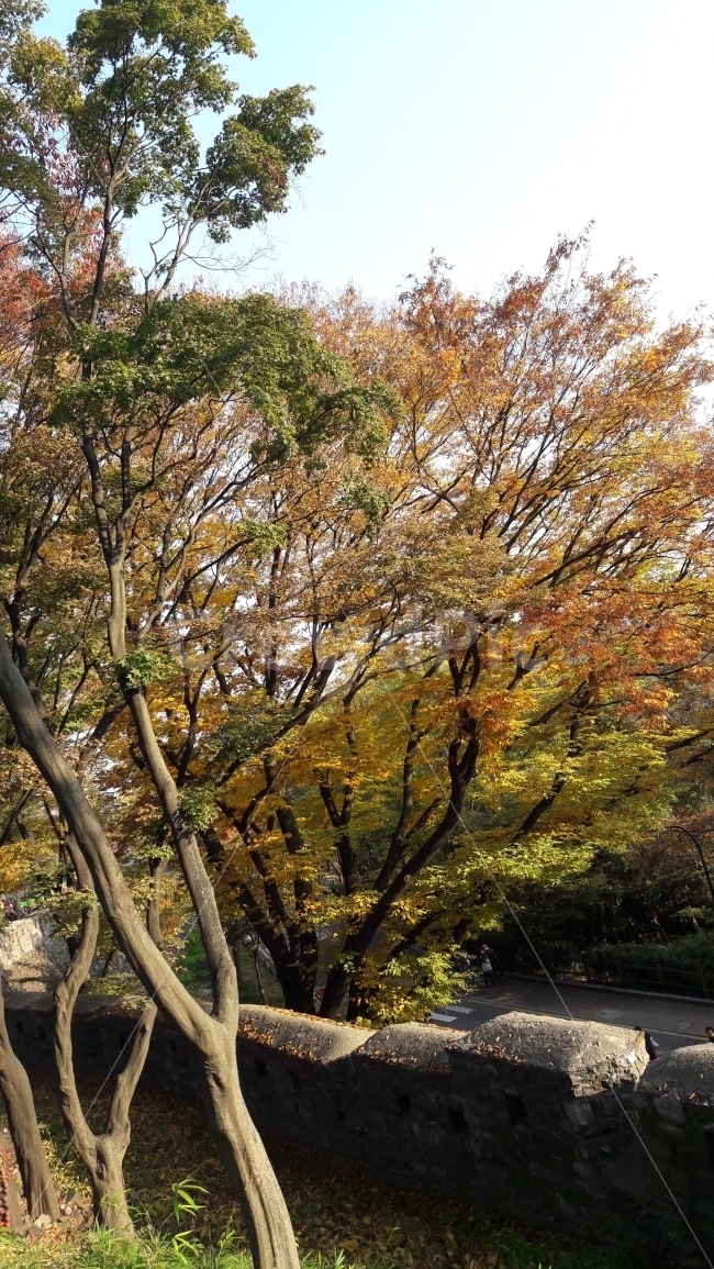 남산,단풍,나무,가을,구경,가을,계절,fall,autumn,season,식물,자연,plants,nature,나무,trees,wood,tree,plant,tree trunk,나무 줄기