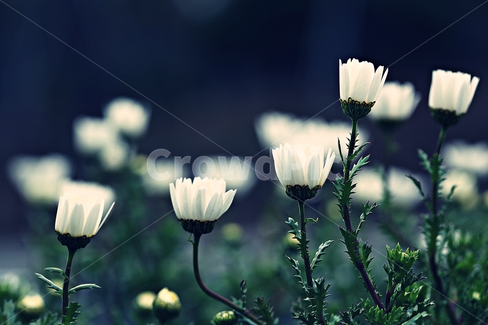 꽃,식물,공원,자연,배경,식물,자연,plants,nature,꽃,flower