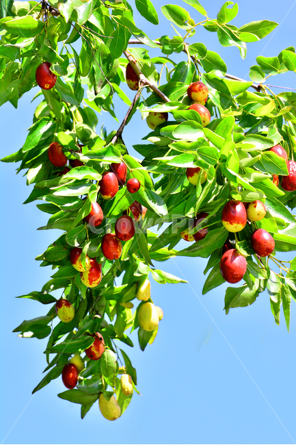 대추,대추나무,건강식품,대추차,jujube,달콤한,맛,과일,가을열매,가을이미지,나무열매,fruit,food,asian,동양적,한국적,한약재료,잘익은,주렁주렁,풍년,풍성한,식물,자연,plants,nature,음식,식재료,요리,food,cook,meal,dishes,food reserves,과일,열매,fruit