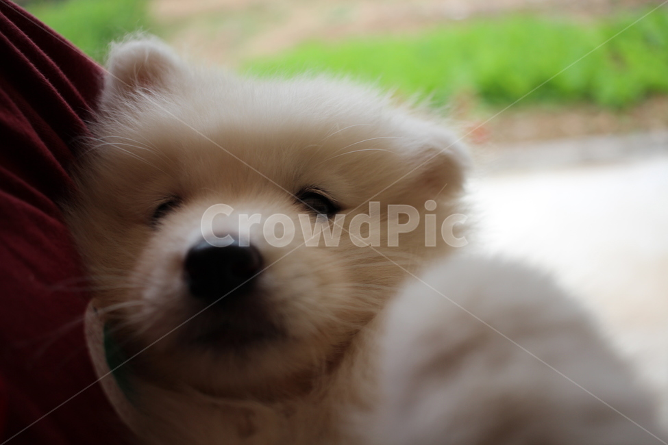 사모예드,강아지,심쿵,귀여운,하얀털,동물,animal,포유류,mammal,개,강아지,dog,doggy