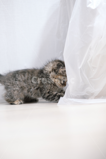 고양이,반려동물,cat,스코티쉬스트레이트,캣타워,동물,animal,포유류,mammal,고양이,cat,kitten,kitty