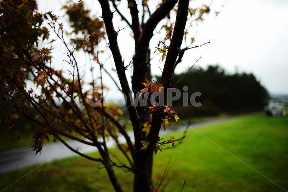 식물,tree,나무,잔디,grass,식물,자연,plants,nature