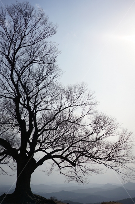 정상위,나무가지,큰나무,겨울나무,꼭대기,산위,겨울,계절,winter,season,식물,자연,plants,nature,나무,trees,wood
