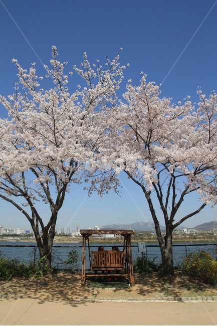 봄,꽃,벚꽃,공원,하늘,spring,flower,park,sky,blue,봄,계절,spring,season,자연,풍경,nature,landscape,plant,식물