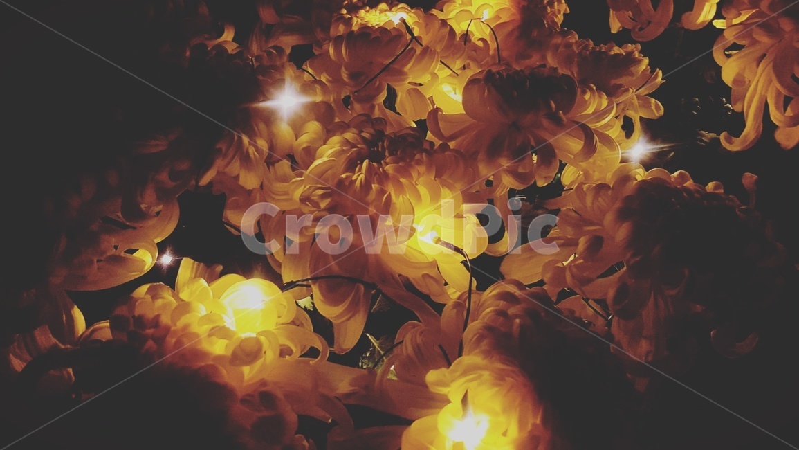 꽃,식물,flower,빛,풀,불빛,전구,꼬마전구,장식,꽃장식,화분