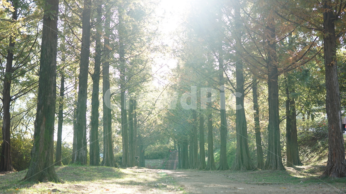 자연,삼림지,숲,배경,가을,가로수길,자연,풍경,nature,landscape