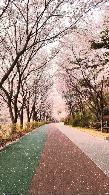 봄,벚꽃,산책로,가로수길,나무,spring,가로수,산책