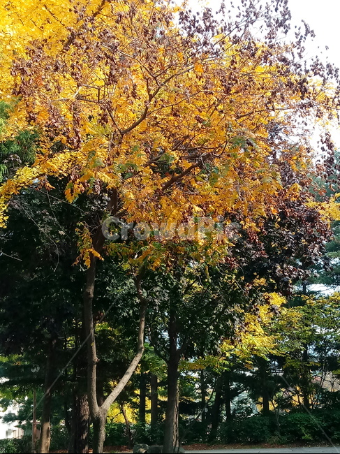 가을,단풍,낙엽,maple,plant,식물,단풍나무,단풍잎,leaf,잎,tree,나무,계절,fallautumnseason,가을단풍,자연,풍경,경치,가을,계절,fall,autumn,season,식물,자연,plants,nature,나무,trees,wood