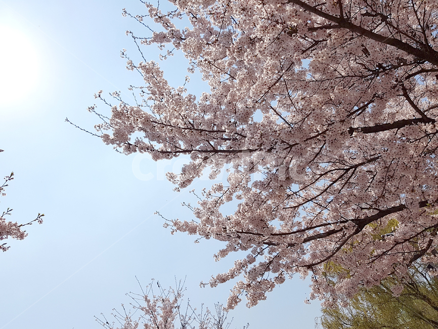 벚꽃,봄,꽃,식물,cherryblossoms,꽃배경,예쁜꽃,봄,계절,spring,season,식물,자연,plants,nature,꽃,flower,나무,trees,wood,plant,blossom