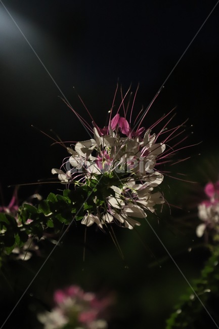 plant,식물,빛,잎,leaf,꽃,flower