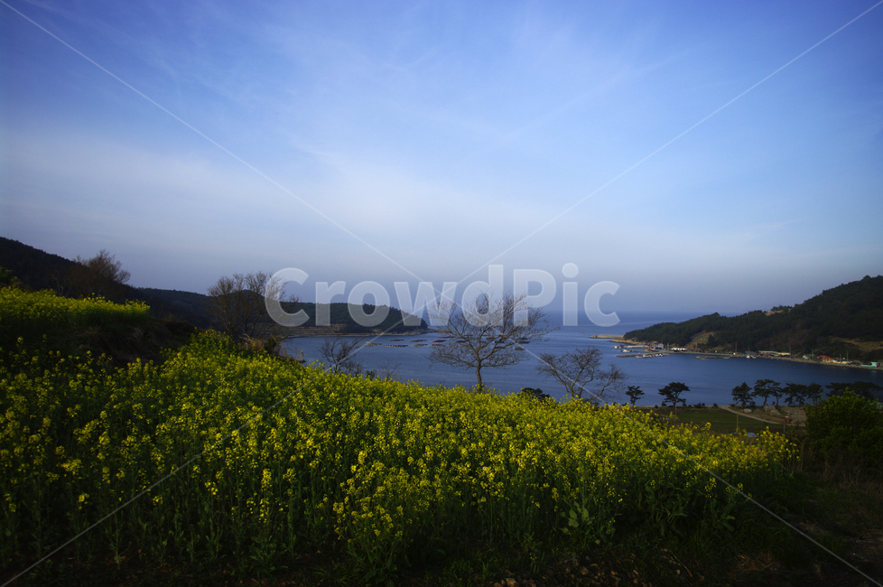 유채꽃,꽃밭,꽃,flower,계절,봄,spring,하늘,구름,풍경,바다,봄,계절,spring,season,자연,풍경,nature,landscape,한국자연풍경,한국자연경관,korea nature landscape,grassland,목초지,outdoors,옥외,field,들,farm,농장,rural,농촌,meadow