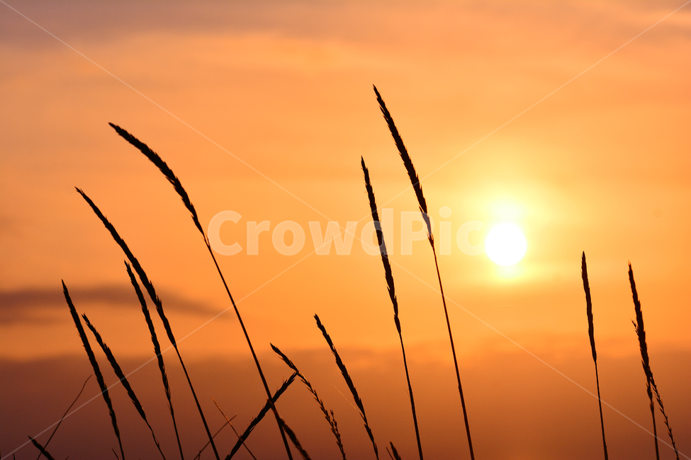 감성,노을,석양,들풀,해질무렵,바닷가,sunset,일몰,아름다운,풍경,분위기,feeling,emotion,sensibility,색감,서쪽하늘,식물,자연,plants,nature