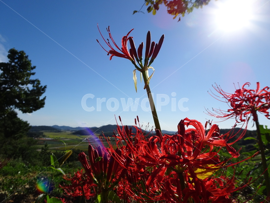 꽃,꽃무릇,상사화,하늘,빨강,식물,자연,plants,nature,꽃,flower