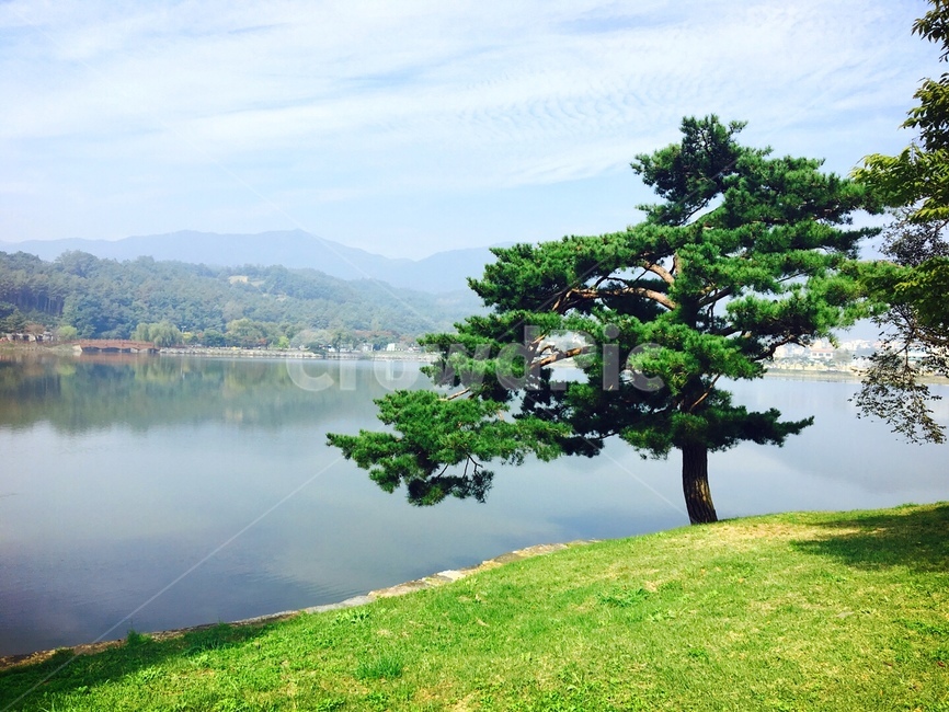 저수지,소나무,푸르른,봄,따뜻,식물,자연,plants,nature,나무,trees,wood