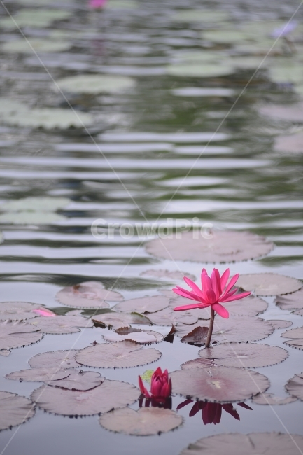 수련,연꽃,반영,물,자연,꽃,연잎,분홍,초록,식물,자연,plants,nature,꽃,flower