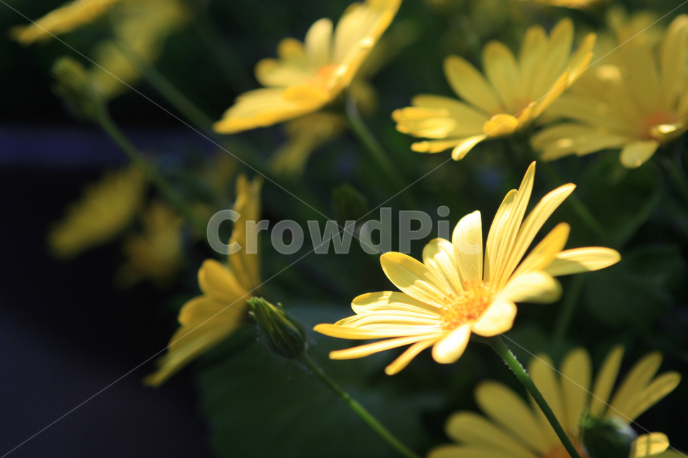 꽃,노란꽃,자연물,식물,목마가렛,데이지,데이지꽃,daisy,국화과,식물,자연,plants,nature,꽃,flower