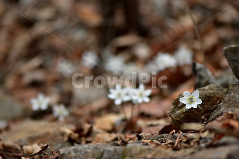 변산바람꽃,2018년,3월,야생화,꽃,생태,식물,자연,들꽃,산꽃,봄,감성,힐링,플라워,계절,시즌,wild,Flower,plants,nature,spring,season,배경,풀,초본,미나리아재비과,너도바람꽃속,flower,생태사진,봄꽃,자생지,경기도,봄,계절,spring,season,식물,자연,plants,nature,꽃,flower,plant