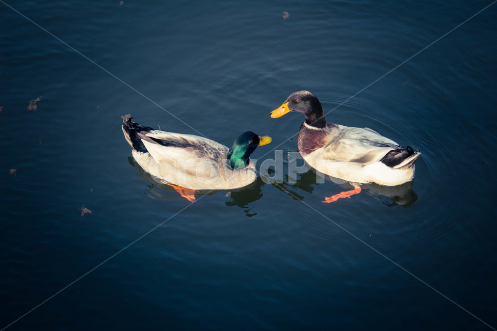 청동오리,커플,떠있는,둥둥,한쌍,동물,animal,조류,새,birds