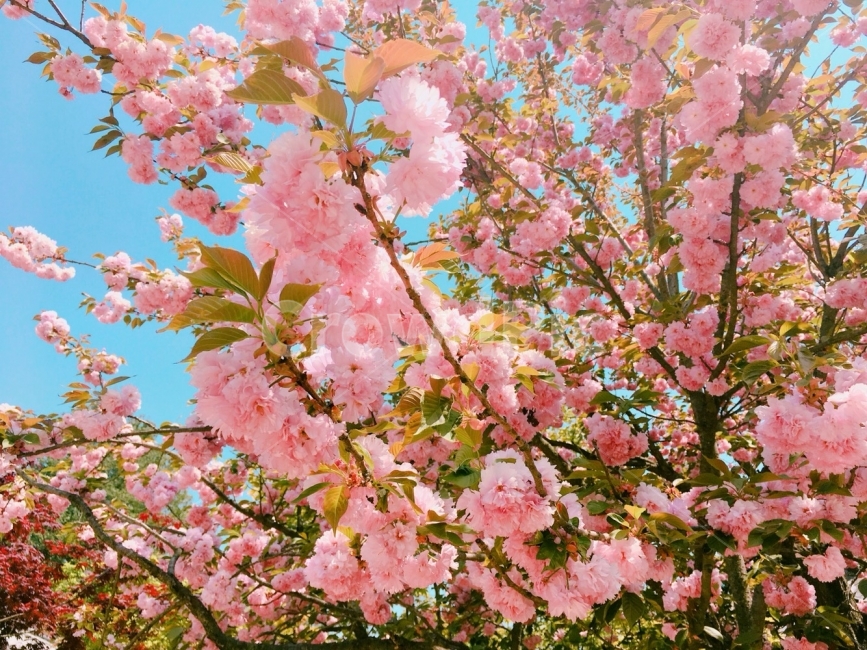 꽃,왕꽃벚꽃,자연사진,한국,남이섬,여행,친구,추억,분홍색,나무,봄,계절,spring,season,식물,자연,plants,nature,꽃,flower,plant,blossom,cherry blossom,벚꽃