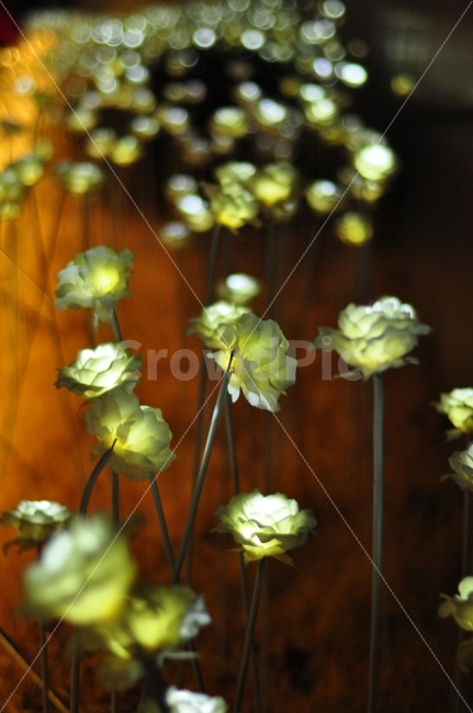 LED,장미,동대문,밤,빛,동대문역사문화공원,꽃,야경,LED장미,꽃밭,roses,night,light,flowers,flowergarden,garden,야경,밤,풍경,nightscape,night,landscape,식물,자연,plants,nature,꽃,flower,감성,sensible,feeling,plant