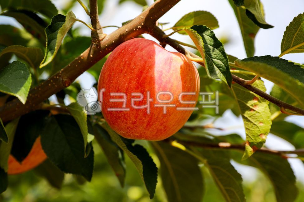 apple,fruit,apple tree,fruit tree,orchard,apple,fruit,appletree,anorchhard