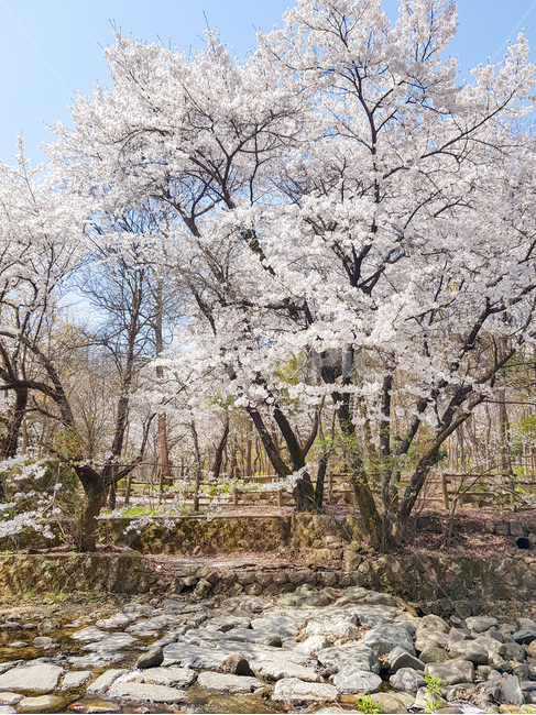 벚꽃,계곡,자연,봄,산책,소풍,관악산,피크닉,벚나무,벚꽃나무,산책로,등산,등산로,하늘,평화,힐링,cherryblossom,울타리,산,돌