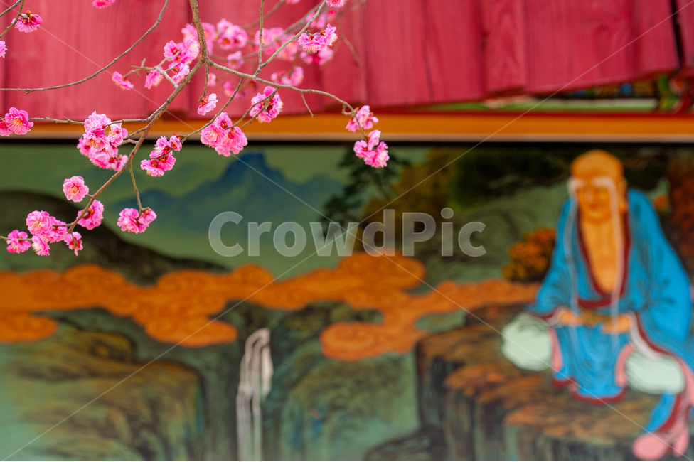 홍매화,봄,꽃,화목,회춘,매화,봄,계절,spring,season,plant,식물