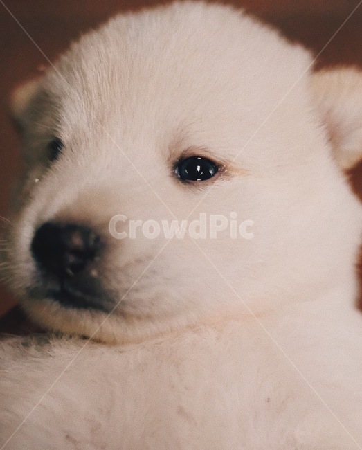 pet,시골강아지,시골잡종,진돗개,하얀진돗개,koreandog,귀여운,평화로운,동물,animal,포유류,mammal,개,강아지,dog,doggy