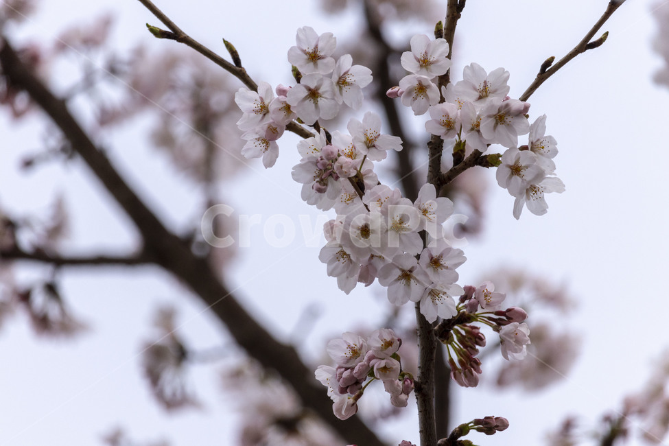 벚꽃,벚나무,cherryblossoms,봄꽃,벚나무꽃,흰꽃,식물,자연,plants,nature,꽃,flower