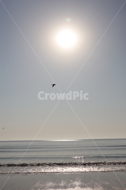 nature,자연,animal,동물,bird,새,flying,바다,해양,sea