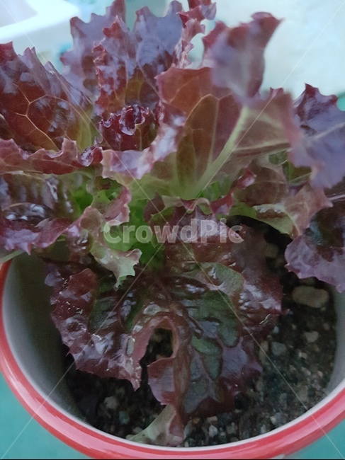 상추,화분,미니텃밭,직접재배,옥상,식물,자연,plants,nature,채소,야채,vegetables